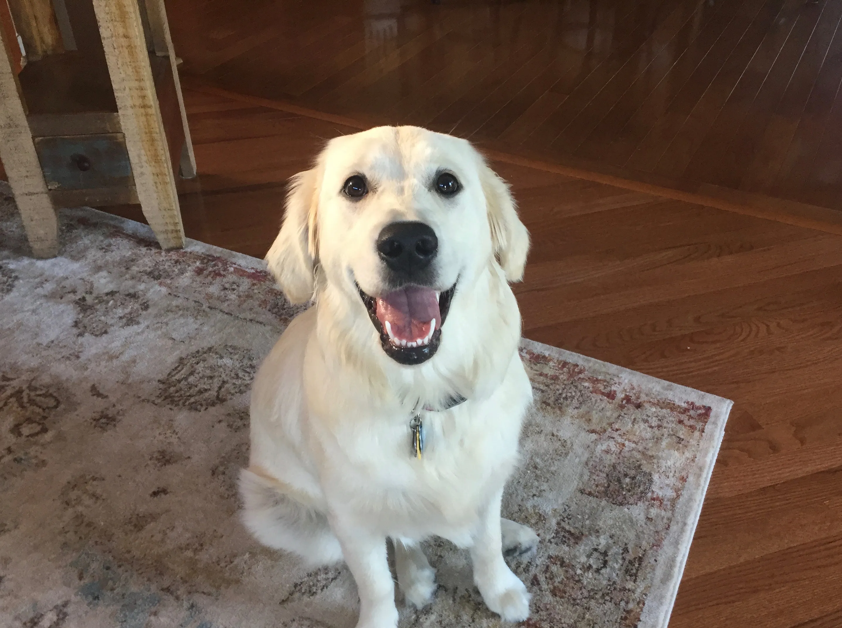 Golden Retriever puppy learning to walk on a loose leash with a trainer