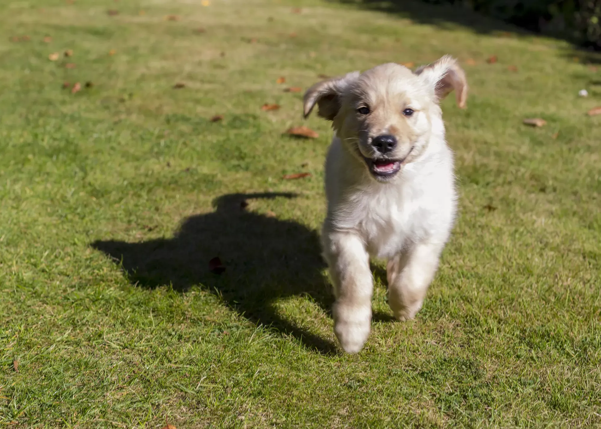 Golden Retriever puppy running in a grassy field