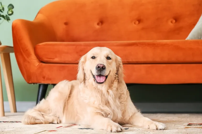 Golden retriever resting comfortably on a soft bed.