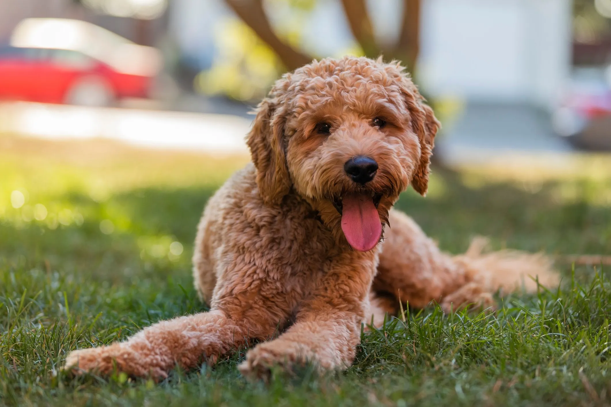 Goldendoodle dog lying in grass with his tongue out, looking at the camera