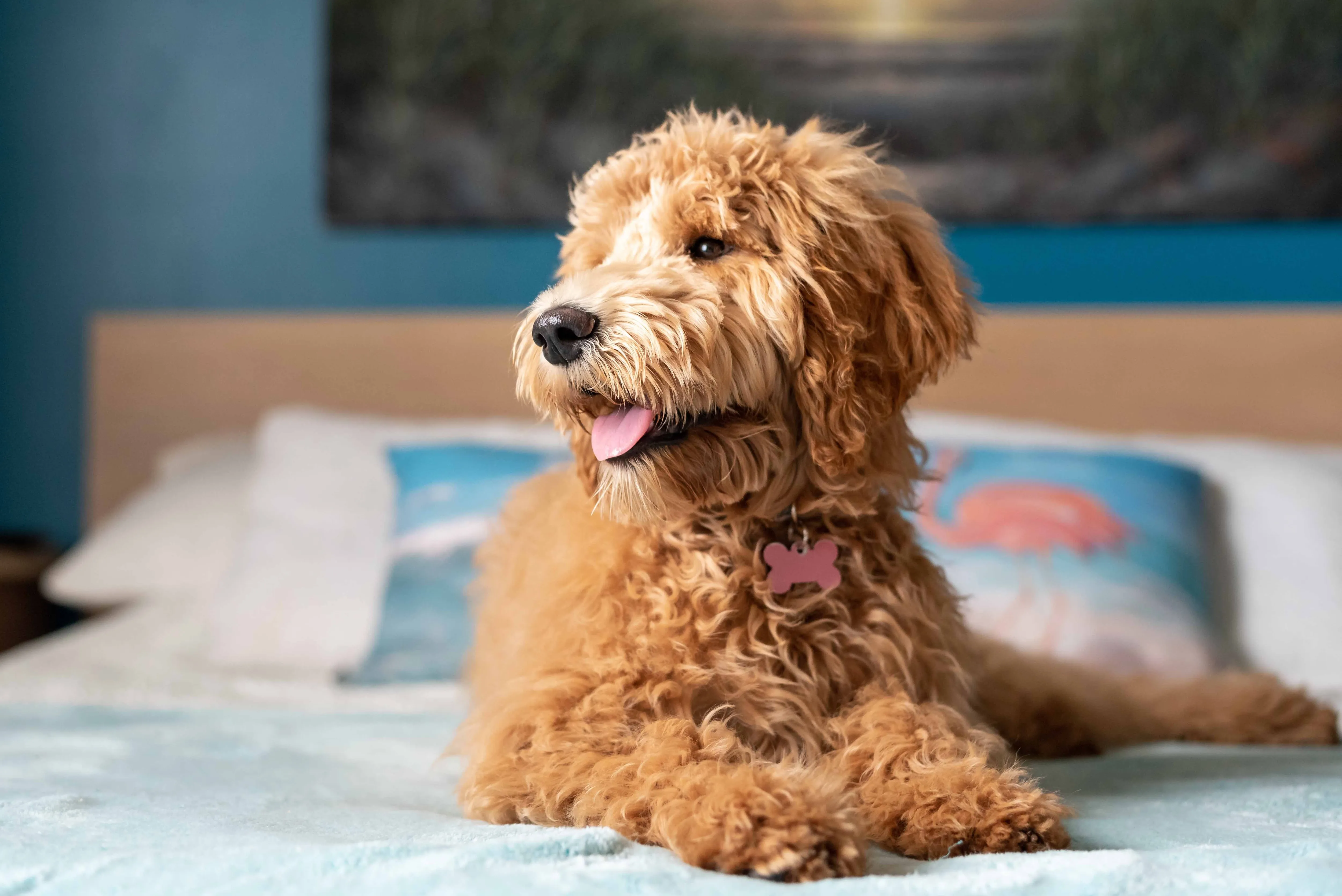 Goldendoodle dog lying on a human bed
