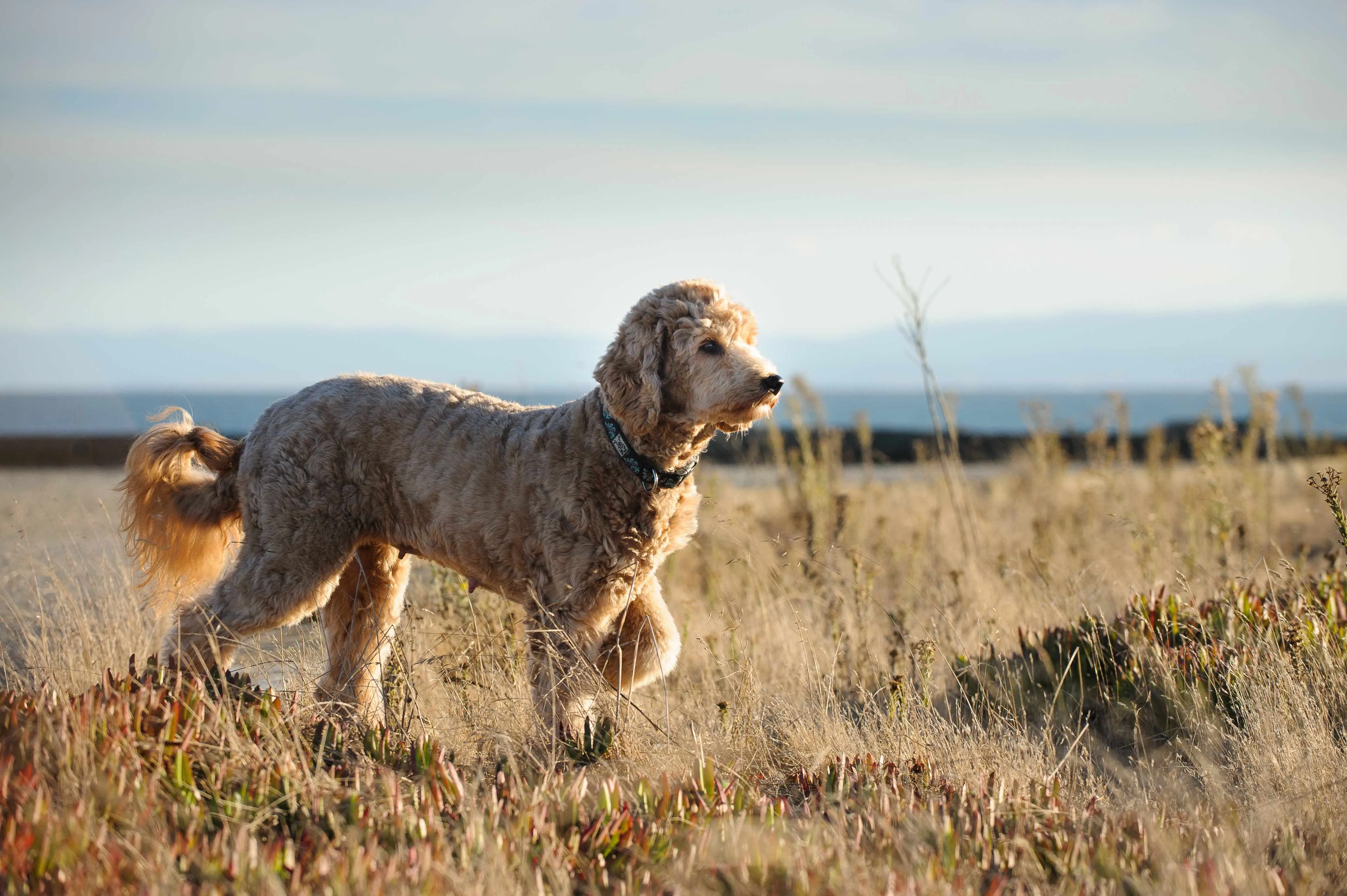 Goldendoodle pointing in a field