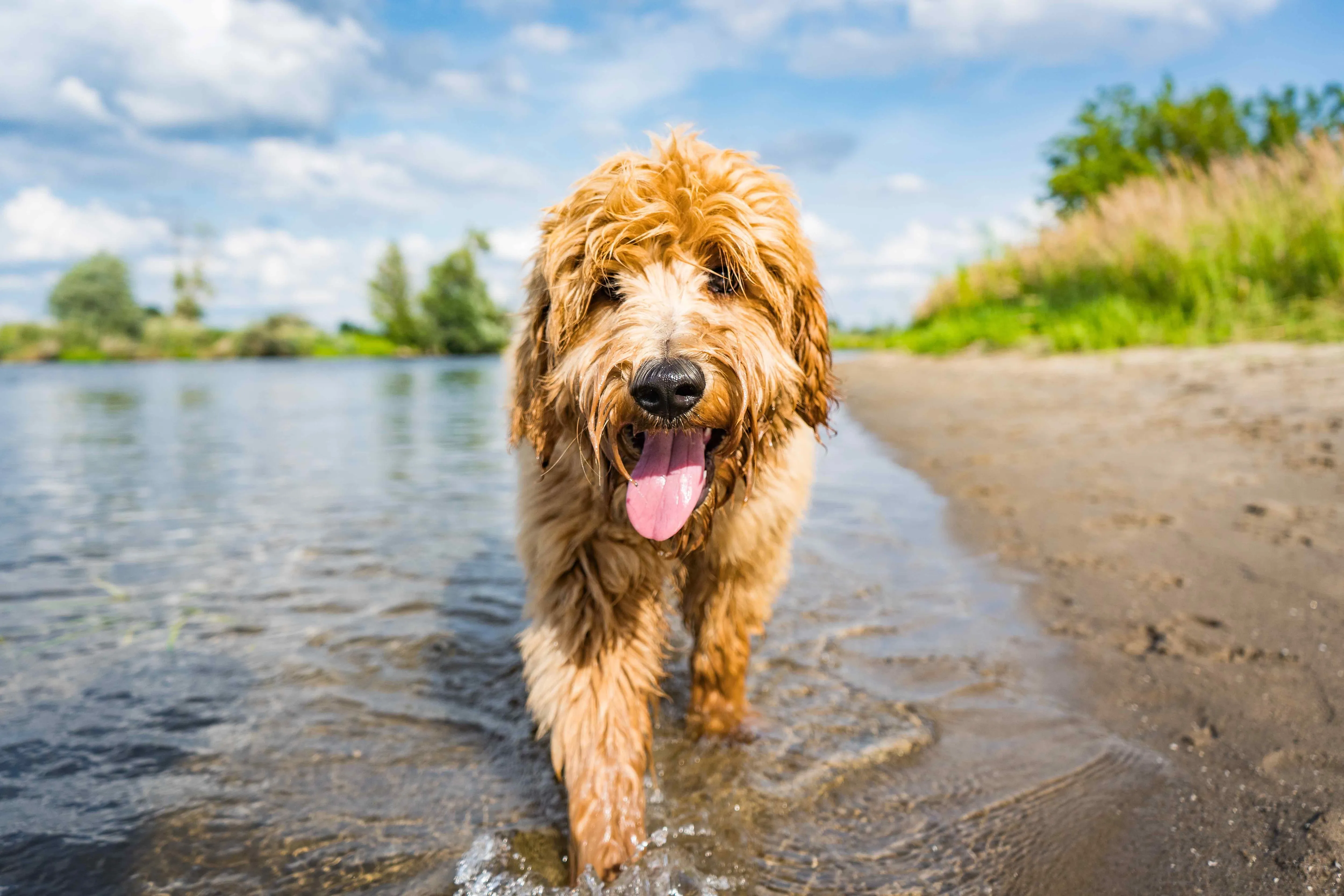 Goldendoodle walking through a lake