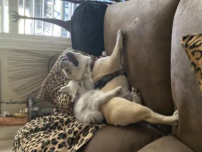 Gorgeous silver shaded Maine Coon kitty playing energetically with dog Louie