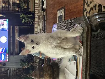 Gorgeous silver shaded Maine Coon kitty sitting pretty