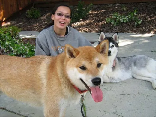 Gotta love a Shiba Inu