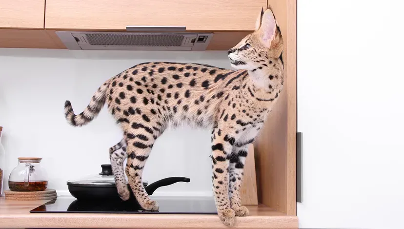 Graceful African serval in a natural pose highlighting wild features