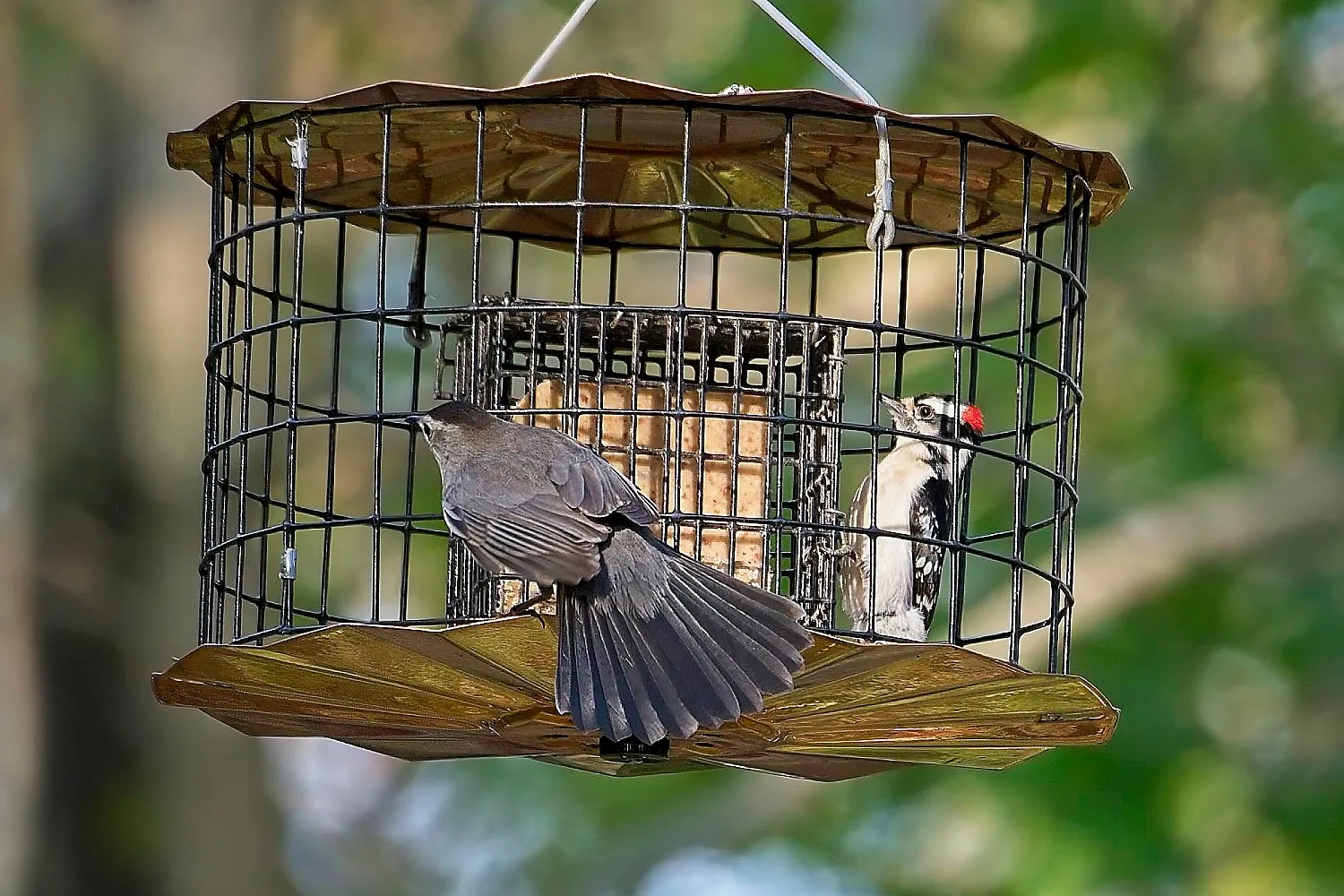 Gray Catbird and Downy Woodpecker On and In a Caged Suet Feeder