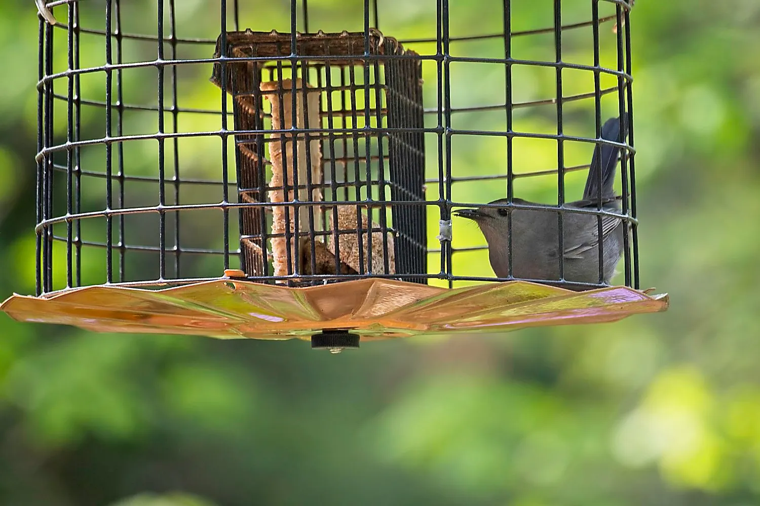 Gray Catbird in Caged Suet Feeder