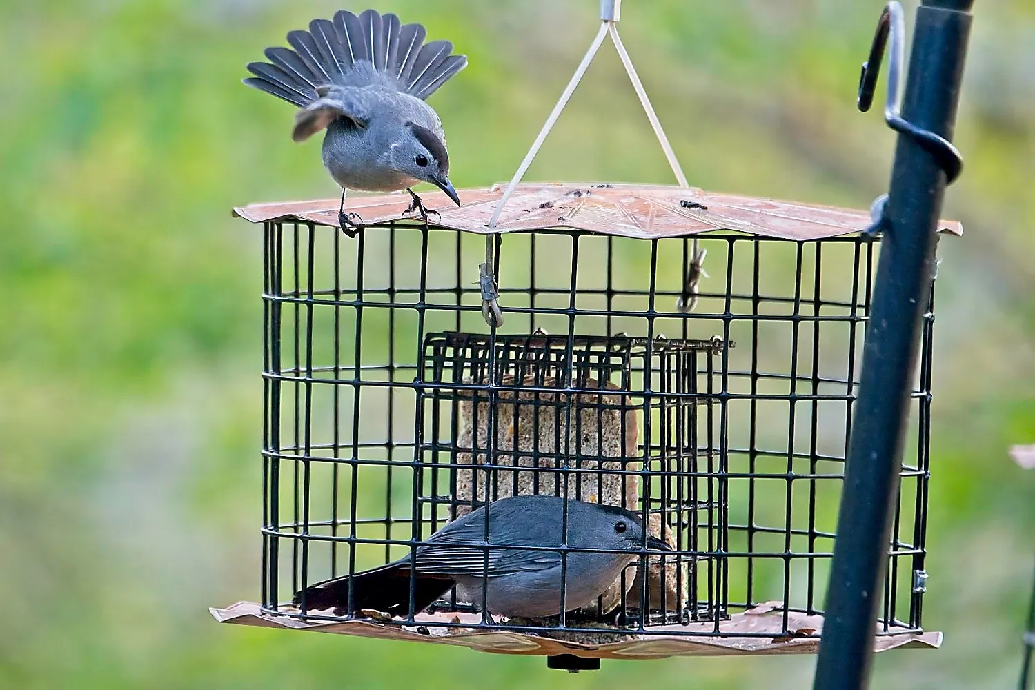 Gray Catbirds On and In a caged Feeder