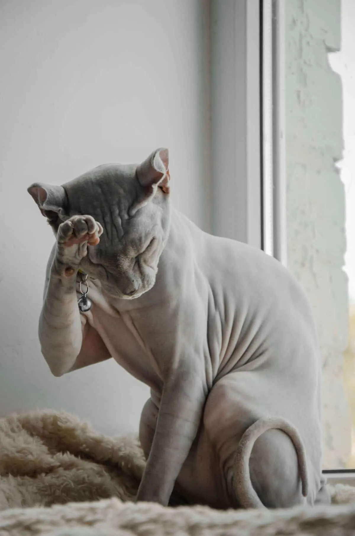 Gray hairless sphynx cat wearing a pet collar and grooming itself