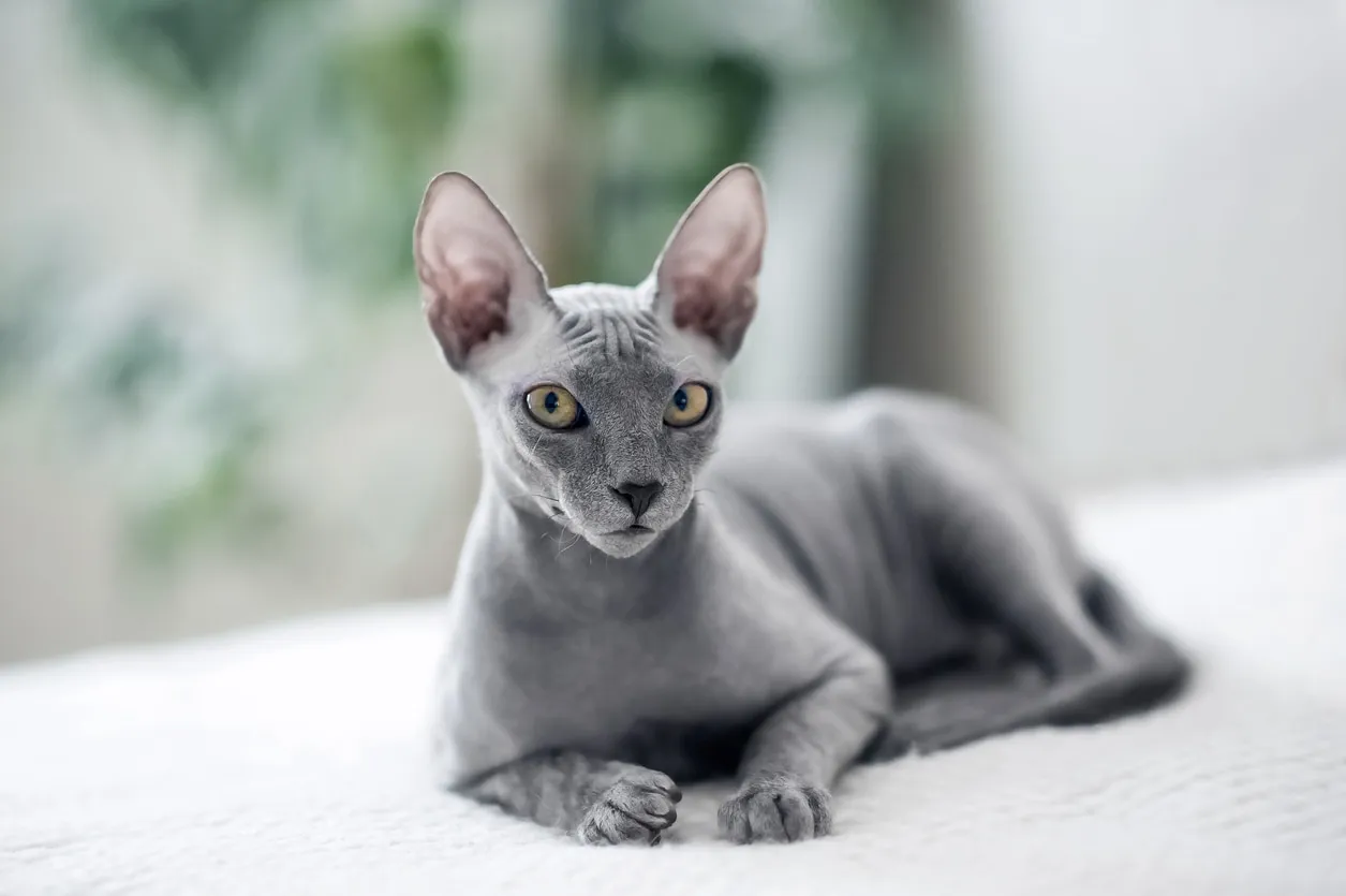 Gray Sphynx cat lying down and looking directly at the camera