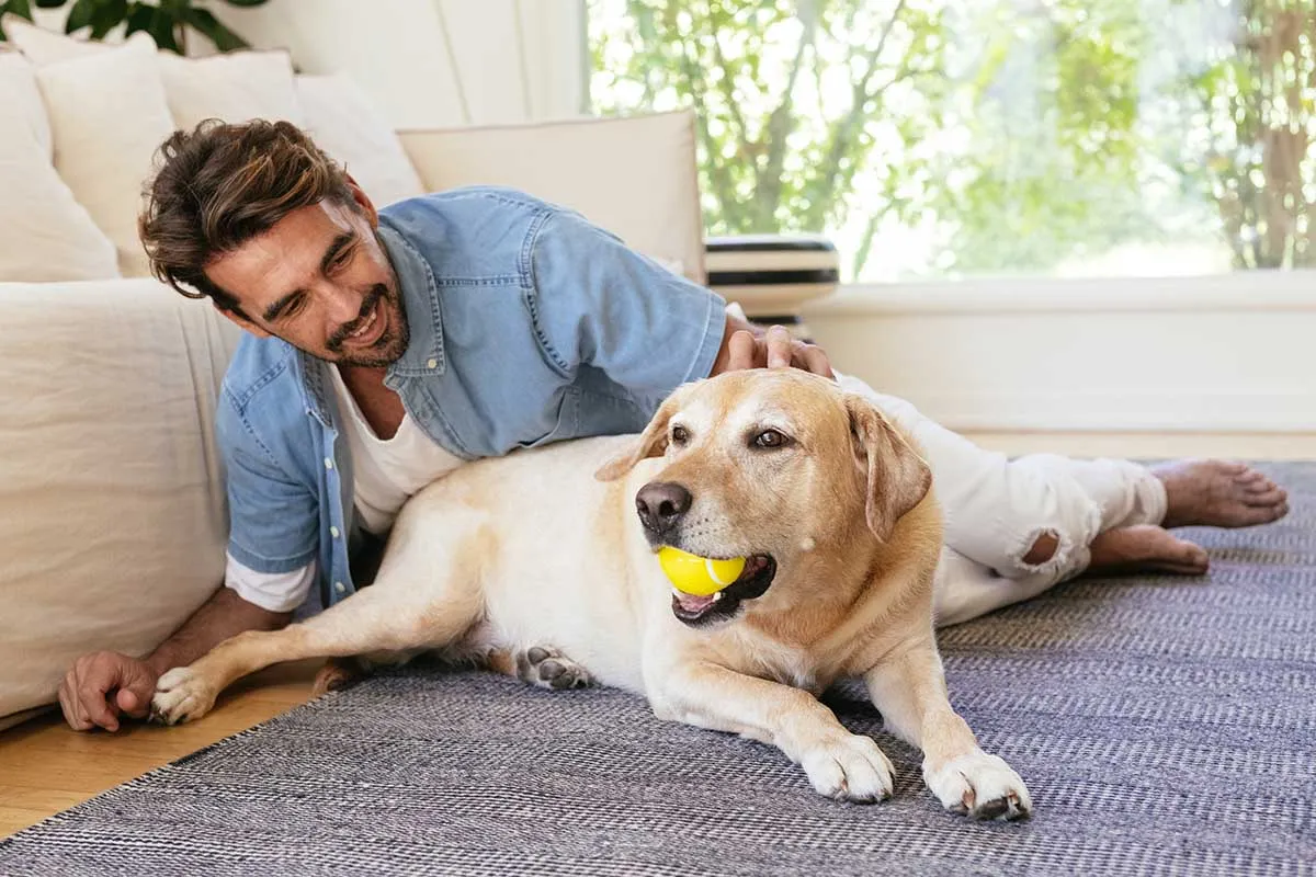 Great Dane fetching tennis ball with owner