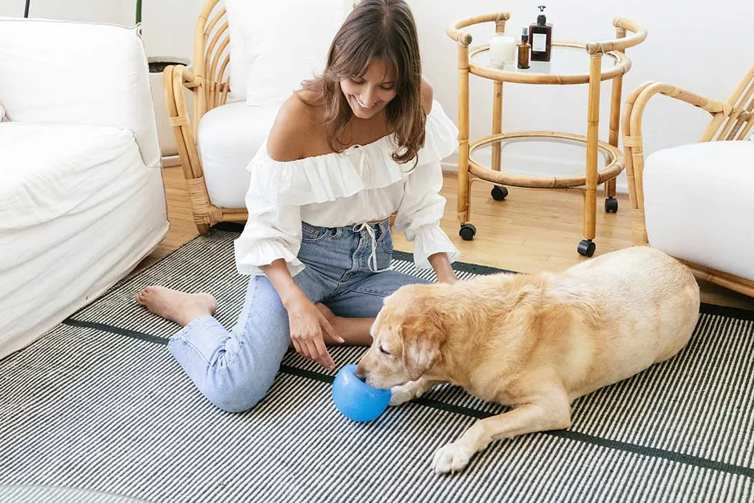 Great Dane interacting with treat dispensing ball