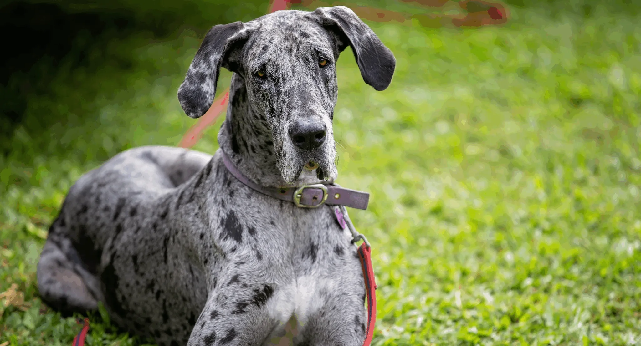 Great Dane providing physical support service
