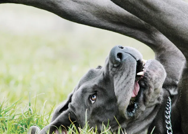 Great Dane resting comfortably on a soft bed