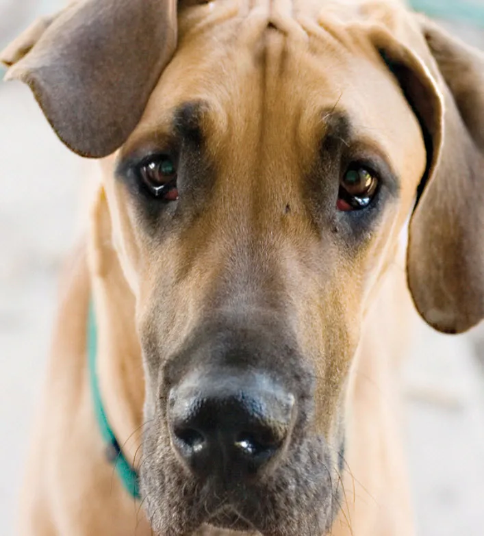 Great Dane sitting majestically with a gentle expression