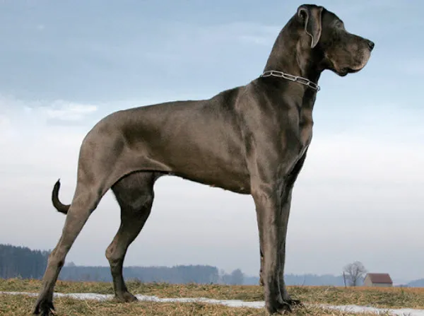 Great Dane walking in a field, showcasing its long legs and muscular build