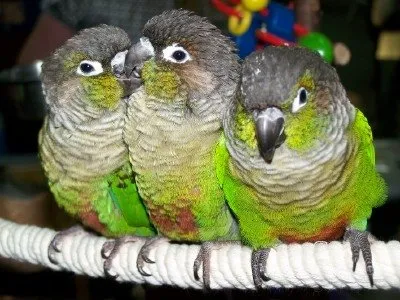 Green-cheeked Conures playing