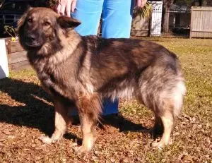 Gretchen curled up comfortably in her loving home environment