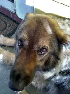 Gretchen the long-haired German Shepherd looking sad before her heartworm treatment