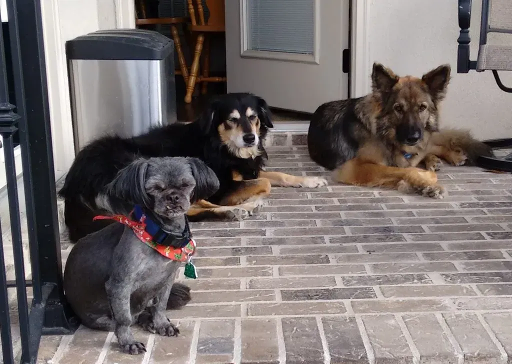 Gretchen with her furry friends Betsey and Heidi, the krew that frolicked together