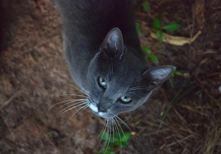 Grey Domestic Shorthair cat with white chin outdoors