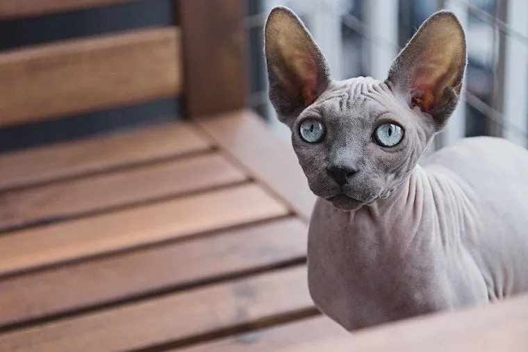 Grey Sphynx cat with fine down and wrinkled skin