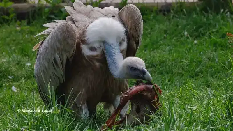 Griffon Vulture actively feeding on sheep carcass parts