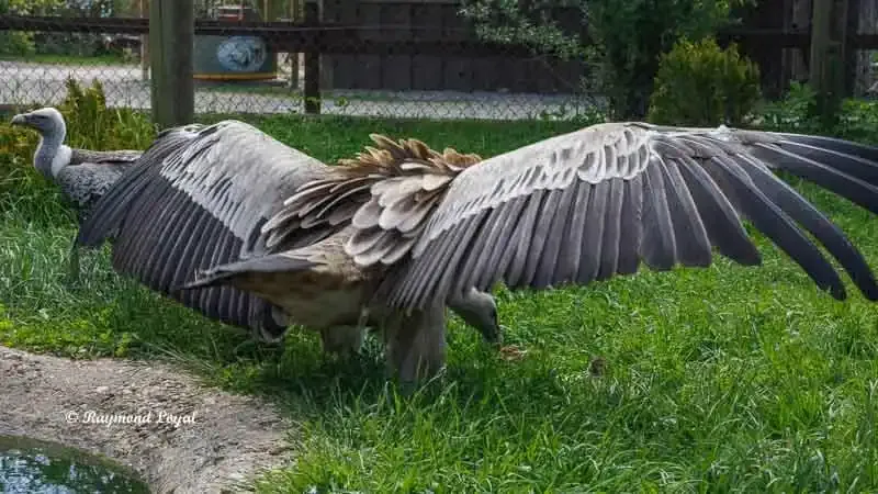 Griffon Vulture displaying threat posture over food