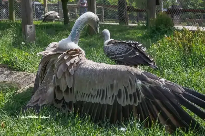 Griffon Vulture protecting its food with spread wings