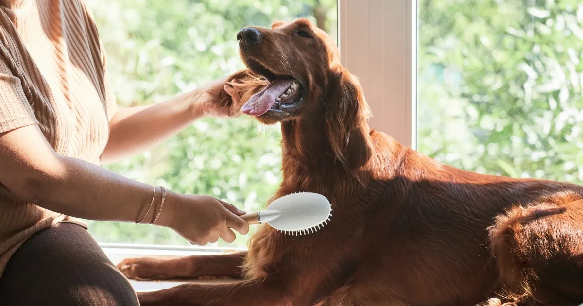 Grooming tips illustration for dogs that don't shed