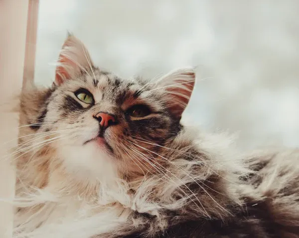 Grooming tools and techniques for maintaining Maine Coon coat health