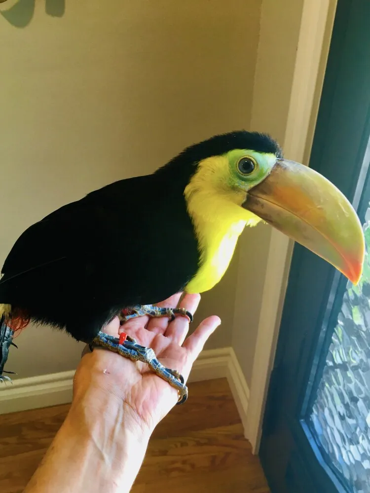 Groove-billed toucanet hen showing proven breeding condition