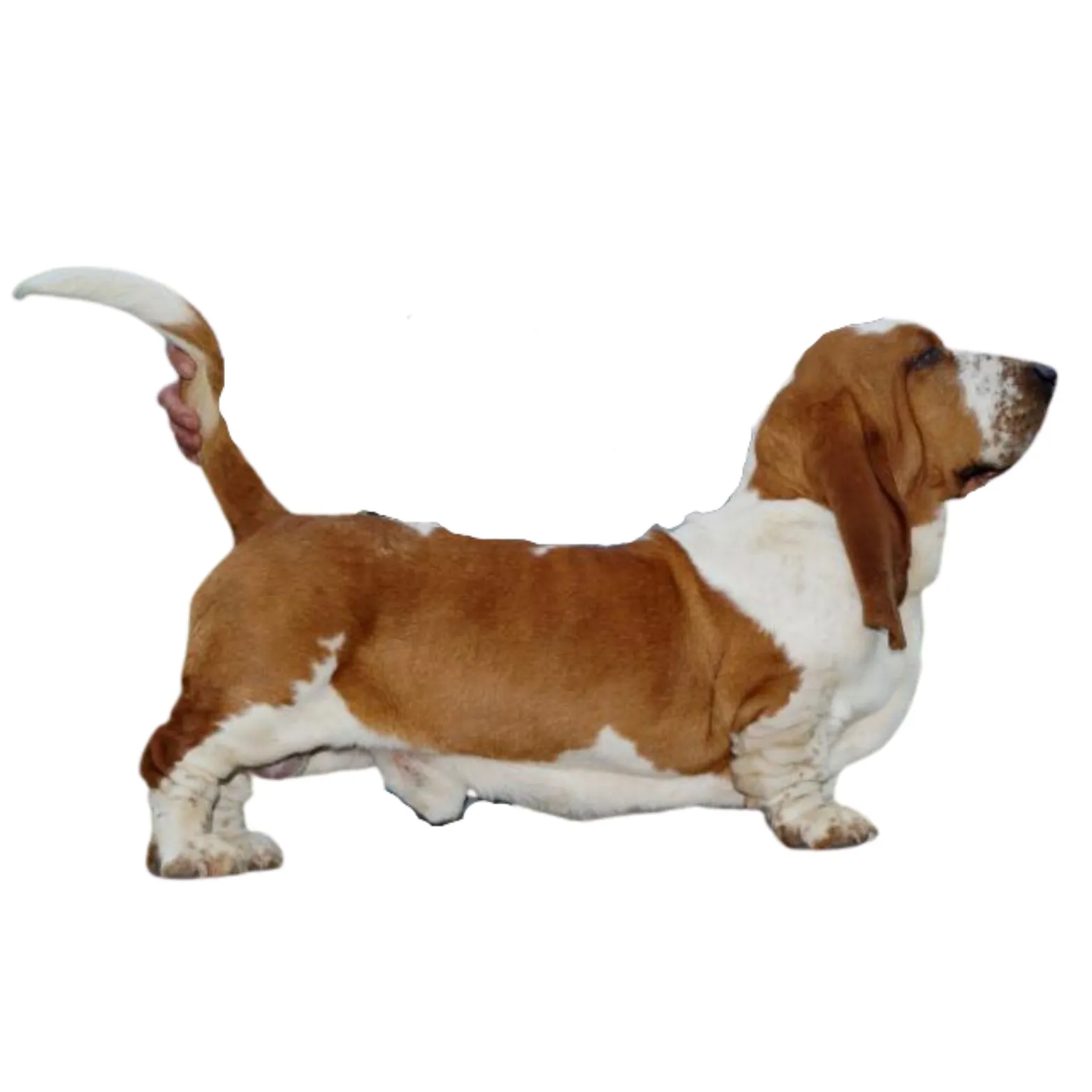 Group of champion Basset Hound studs