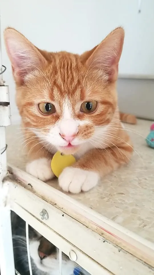 Group of dogs enjoying playtime at Loveland pet boarding