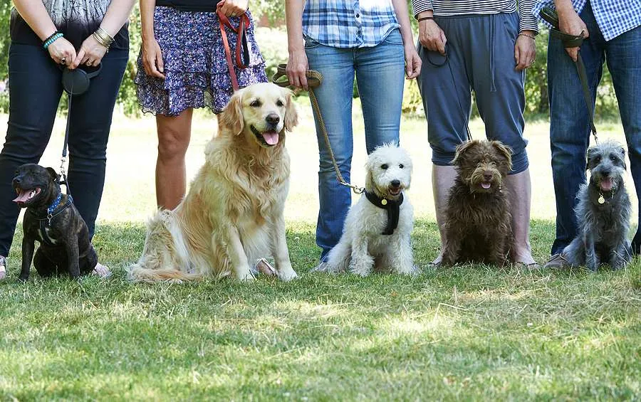 Group of dogs with owners at obedience class outdoors