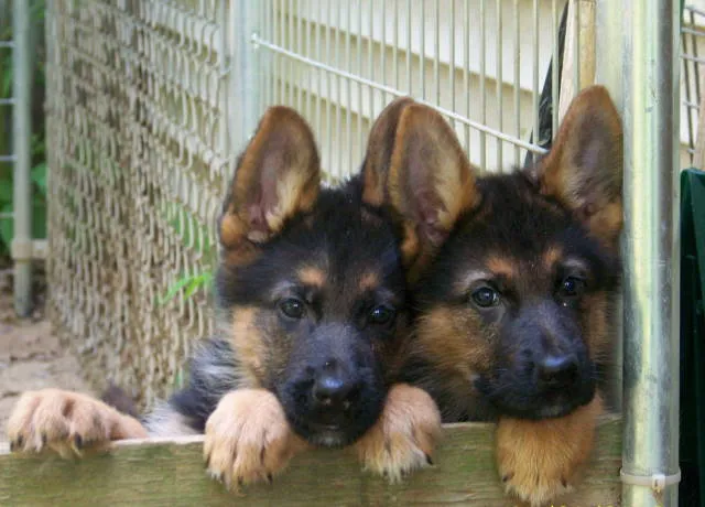 Group of healthy German Shepherd puppies from Kolenda Kennels playing together