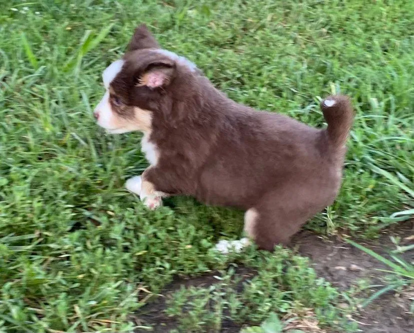Group of mini aussie puppies exploring outdoors