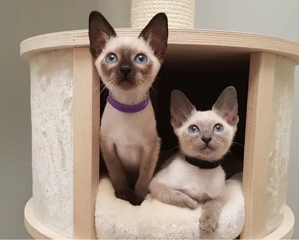 Group of modern Siamese cats waiting for grooming or feeding