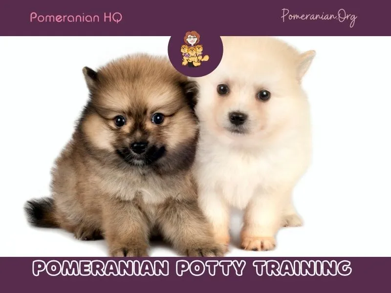 Group of Pomeranian puppies in playpen during training