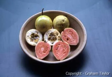Guava and passionfruit as favorite treats in Eclectus parrot diet