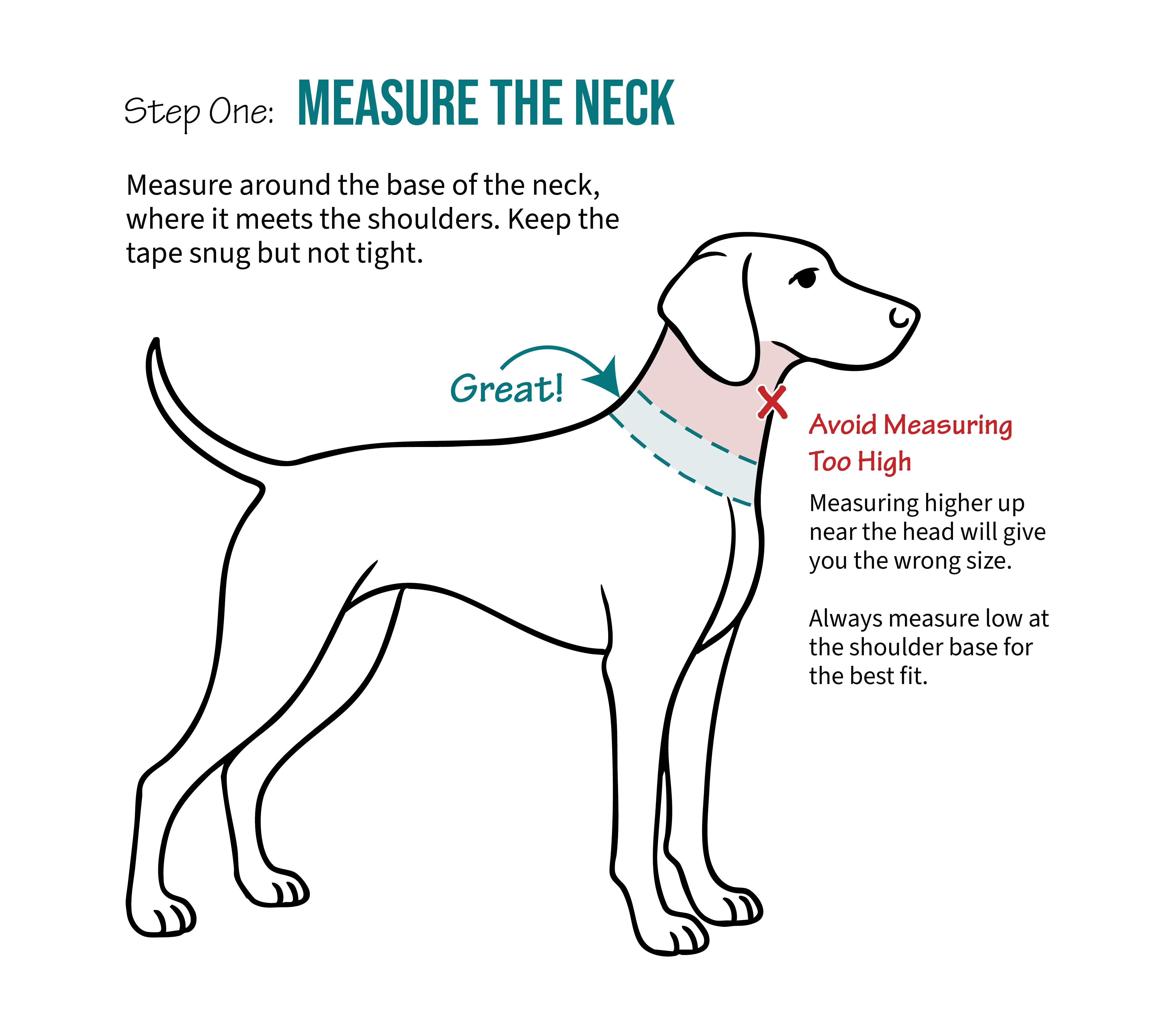 Guide to measuring the neck base of a Greyhound for accurate coat sizing