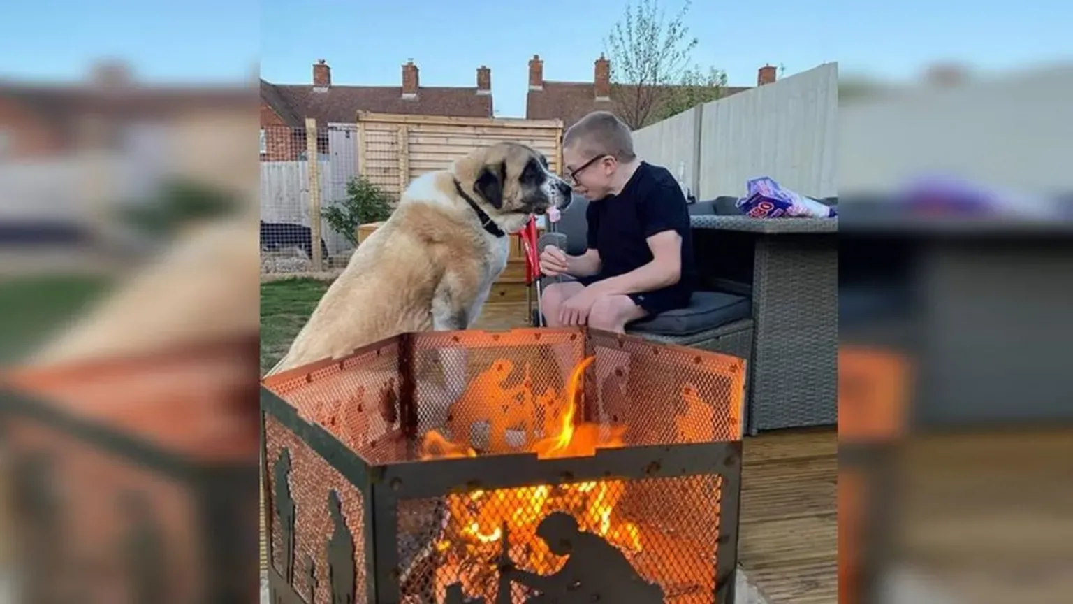 Haatchi, the three-legged dog, resting beside Owen Howkins in his wheelchair.