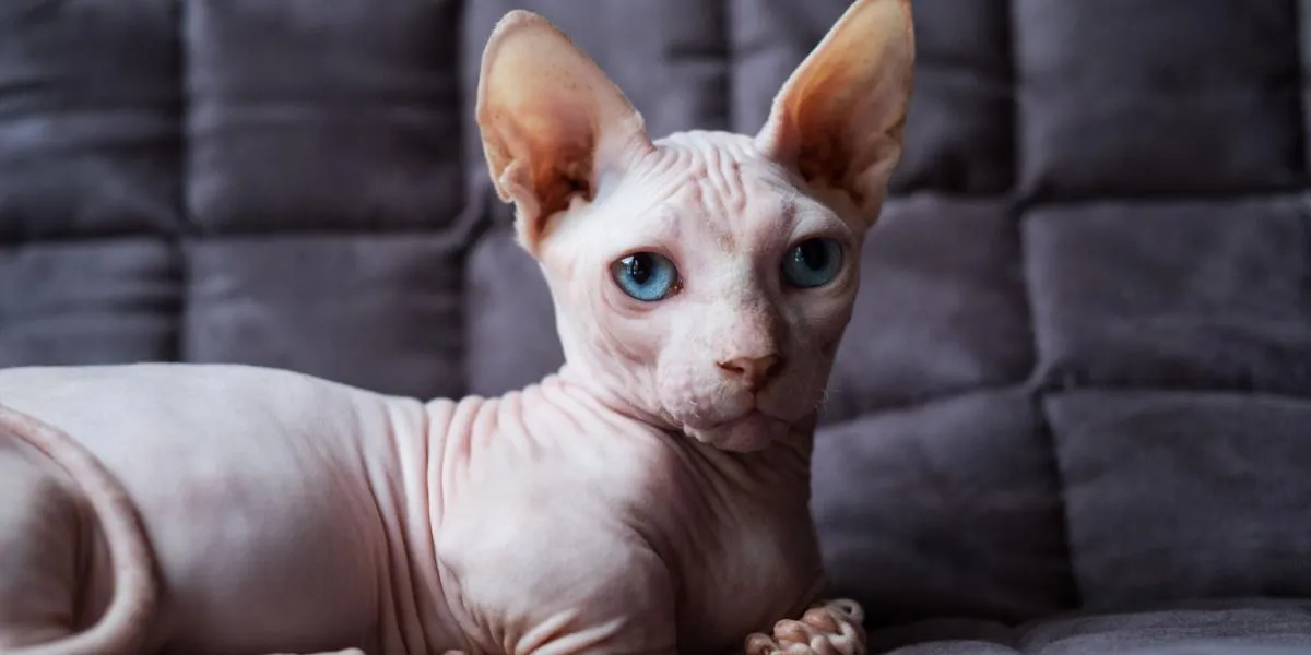 Hairless Bambino cat sitting comfortably on a cozy sofa