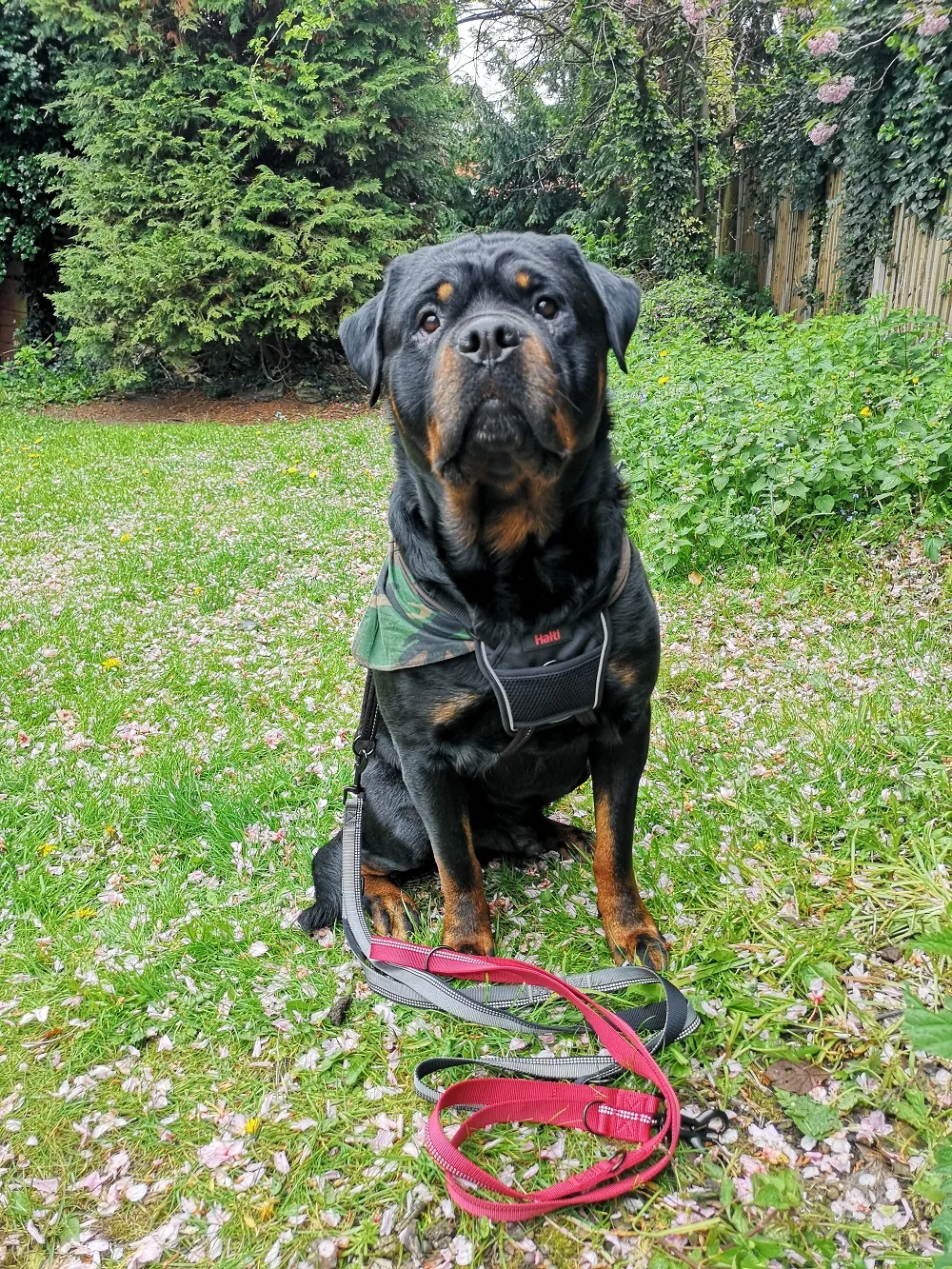HALTI No-Pull Harness and Double-Ended Lead displayed together on a grassy surface.