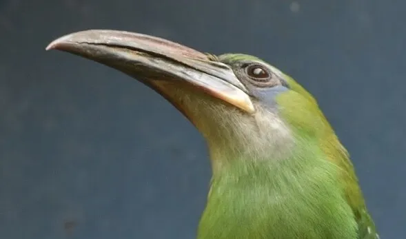 Hand-fed keel-billed toucan chick at 4 months old
