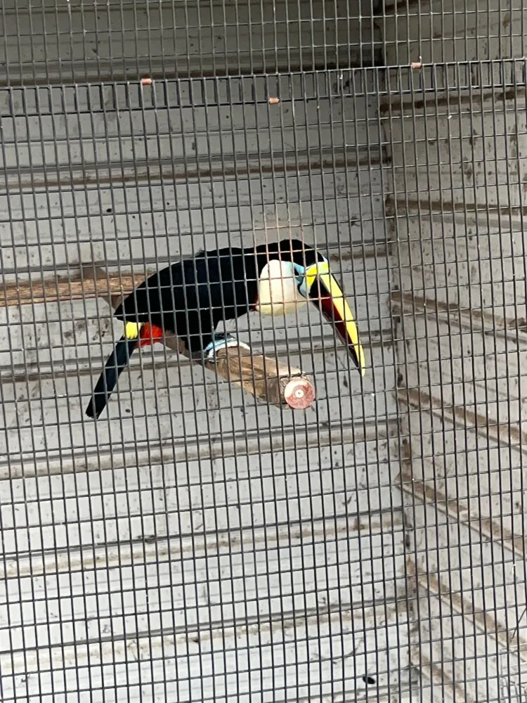 Hand-fed keel-billed toucan chick close-up showing detailed feathers