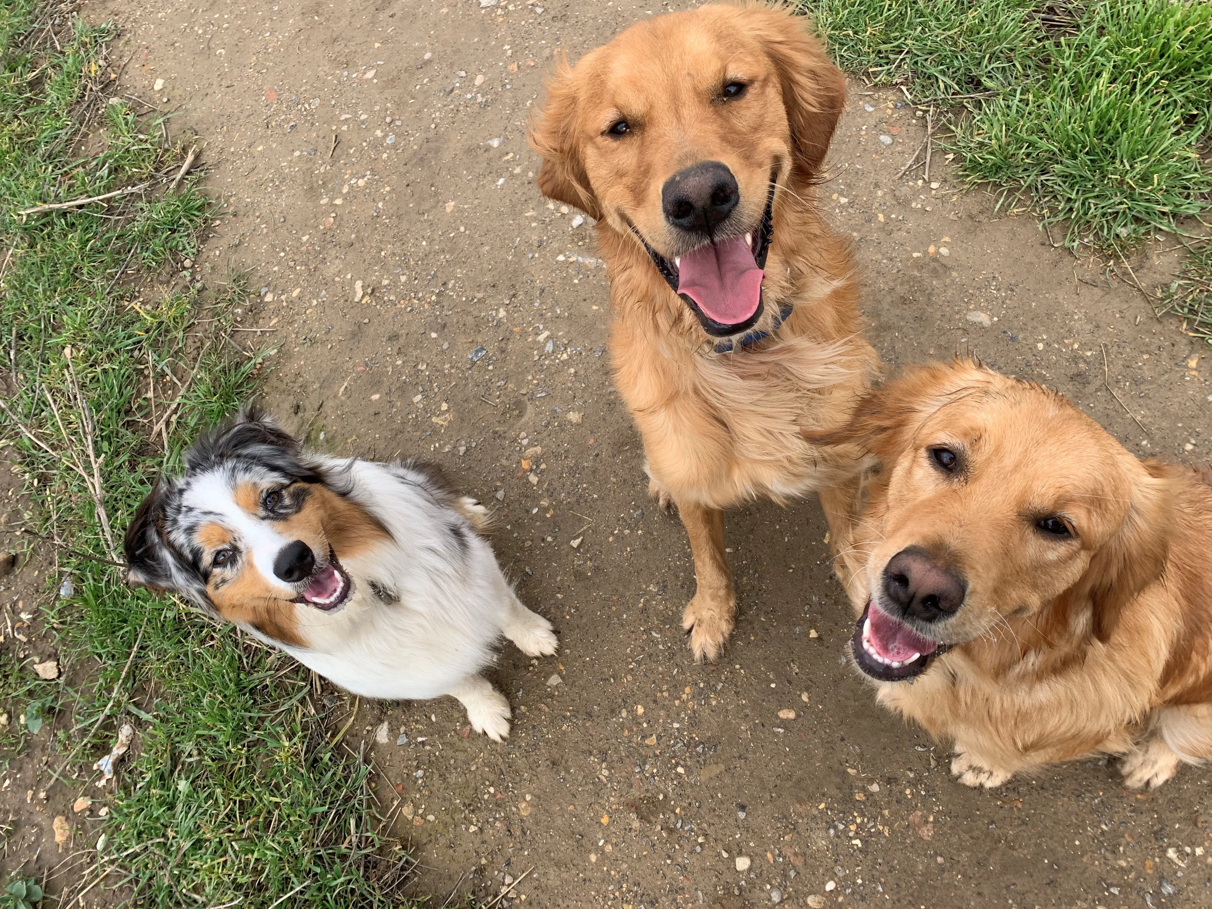 Hand holding high-value dog treats as a reward for training