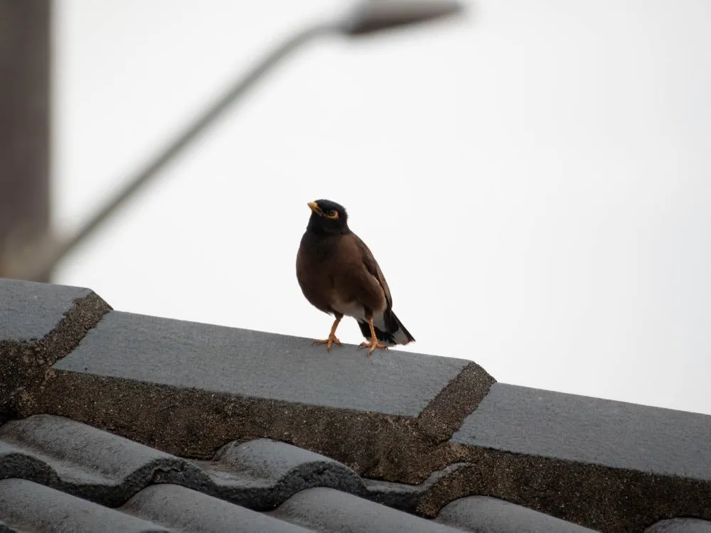Handsome and Myna 2 foraging together after a confrontation